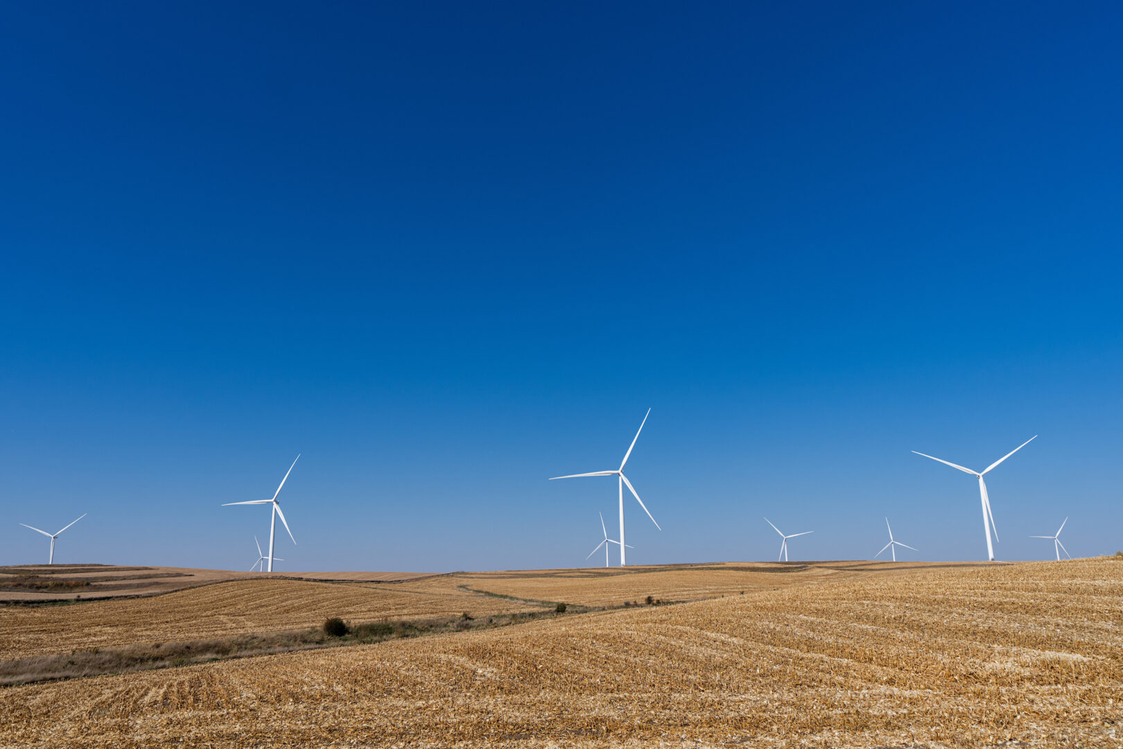 Wind turbines stand in a corn field in rural Iowa on Thursday, Oct. 17, 2024. 